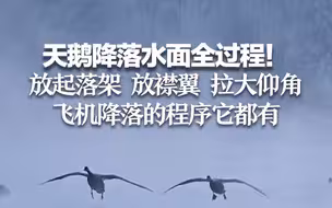 天鹅降落水面全过程！ 放起落架、放襟翼、拉大仰角、开扰流板 飞机降落的程序它都有