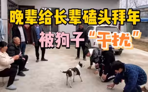男子给长辈磕头拜年被狗子“横插一杠”，男子反应亮了，网友:伤害不大，侮辱极高