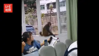 西昌一高校猴子进课堂还抢豆浆 学校回应：非第一次，将加强巡逻