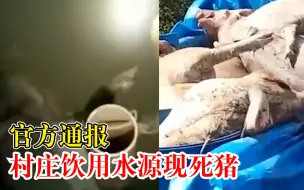 官方通报村庄饮用水源现死猪：依法关停涉事养猪场