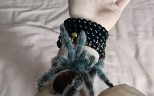 花重资3999买下纯正玛瑙斯成体母开箱视频。