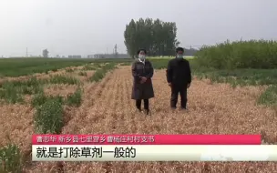 都市报道【四块麦田被“精准毁坏”，八亩小麦基本绝收！受害者：怀疑同村村民报复】