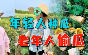 女子投资百万回乡种南瓜，被老人组团偷、砸，年轻人创业怕了