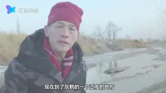 新疆车尔臣河两岸首次现身千余只灰鹤