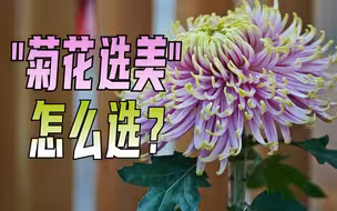 “菊花选美”怎么选？