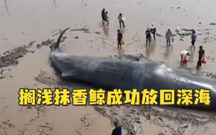 长达20个小时的接力救援！搁浅抹香鲸成功放回深海