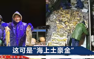 浙江一渔船捞起2450多公斤野生大黄鱼，与汤加火山爆发有关吗？专家解读