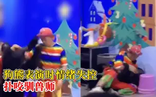 狗熊表演情绪失控扑咬驯兽师，景区：顾客多，它情绪不稳定