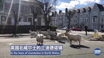 野山羊走上英国空荡街头