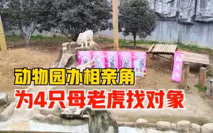 动物园办相亲角为4只母老虎找对象：5只候选公老虎，解决需求