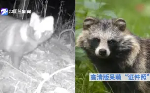 可爱！杭州拍到一丘之貉中的貉