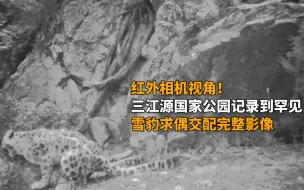 红外相机视角！三江源国家公园记录到罕见雪豹求偶交配完整影像