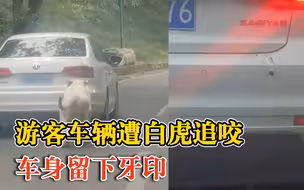 游客车辆遭白虎追咬留下牙印，目击者：咬完还向我的车冲来