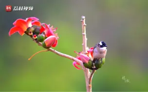 【高饱和度的春天！深圳街头木棉花迎春盛放灿若云霞】广东深圳街头，木棉花沐浴着暖暖春光惊艳绽放。高大挺拔的木棉树上，火红硕大的花朵缀满枝头，红如烈焰、灿若云霞。