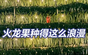 原来火龙果园一入夜就会变灯光秀