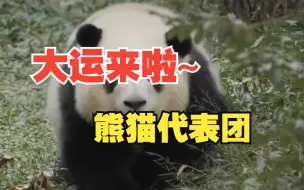 成都大运会开幕式倒计时三天，“熊猫代表团”来了