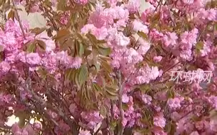 白宫国宴预告，拜登在白宫为尹锡悦准备食物，特意布置樱花