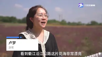 衢江沿江公路30亩粉黛乱子草绽放 一起来看浪漫的粉色花海