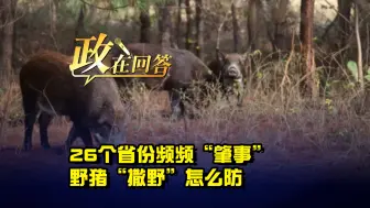 政在回答丨26个省份频频“肇事” 野猪“撒野”怎么防