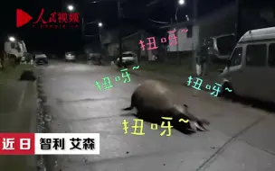 海象迷路误闯小镇被居民营救 又心疼又好笑！