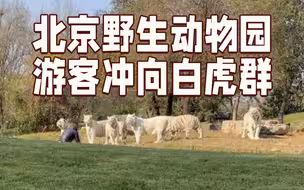 1人单挑11虎！北京野生动物园一游客冲向白虎群