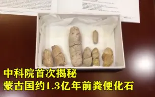 中科院首次揭秘蒙古国约1.3亿年前粪便化石