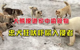 饥饿大熊摸进主人家中偷食，被两小狗狂吠惊走，留下一路尿迹