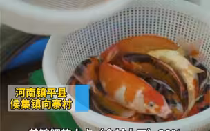 都市报道【锦鲤“选中”河南这个村 一年产值6个亿 “随随便便挣一百多万”】