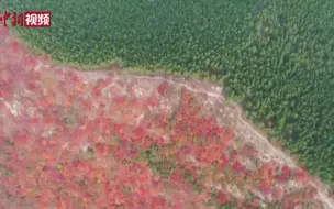 山东蝎子山：半边翠绿半边红