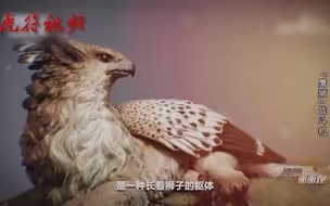 最美的战斗机之一 瑞典物美价廉的JAS-39轻型战斗机