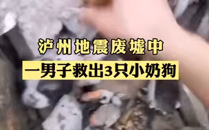 暖心！泸州地震废墟中 一男子救出3只小奶狗