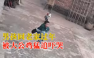 男孩回老家过年被大公鸡猛追吓哭，妈妈：这只鸡保不住了