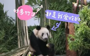 丫丫已回到北京动物园，一到家就被竹子包围了
