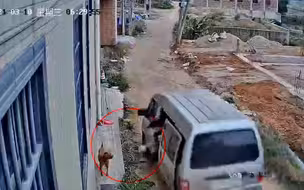 猖狂！广东数名男子开面包车合伙偷狗 整个过程仅用一秒钟