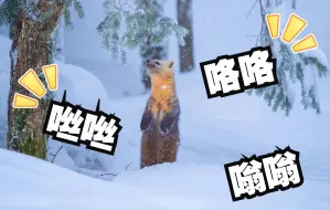 雪地里撒欢儿！这个角度看吉林真是美翻了