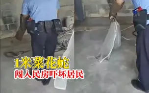 1米菜花蛇闯入民房民警上门捉拿：顺利将蛇捕获