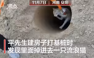 真暖！众人停工3小时救出被困基桩小猫