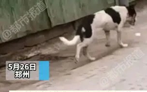 【都市报道】“恶犬”发情咬伤十几人？孩子鞋都被咬穿