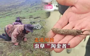 走进川西虫草“淘金者”：有姐妹齐上阵一年赚了2万多  运气不好时一天一根也采不到