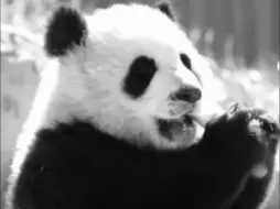 噩耗！不到两岁，大熊猫“青糍”肠梗阻去世，愿安息
