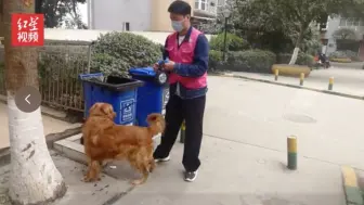成都90后小伙春节兼职喂猫遛狗，十余天收入过万