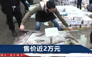 浙江一渔船捞起158斤超大野生石斑鱼！三个小伙才把它抱上秤