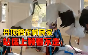 丹顶鹤在村民家站床上赖着不走，知情人：住自然保护区旁