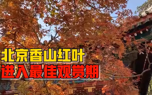 北京香山红叶进入最佳观赏期，迎来首个周末客流高峰