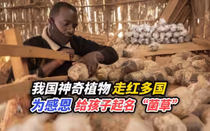 我国神奇植物走红多国，为感恩他们给孩子起名“菌草”