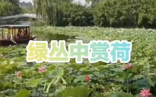 800米航道碧绿丛中赏盛荷！