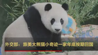 外交部：旅美大熊猫小奇迹一家年底按期回国