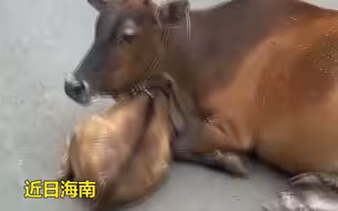小牛被车撞躺路中央，牛妈妈用身体挡住小牛，网友：万物皆有灵性 ！