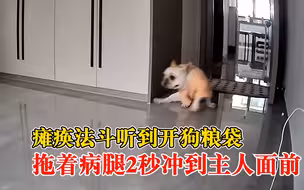 瘫痪法斗听见开狗粮2秒冲到主人面前，主人：只要能吃就是好事