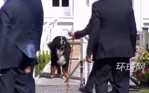 不受欢迎？拜登欲逗弄爱尔兰总统爱犬却被狂吠，只得尴尬转身走开